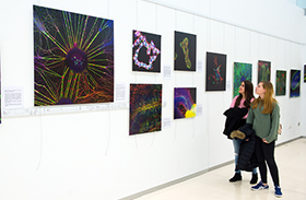 Una exposición en el Círculo de Arte de Toledo muestra la belleza del sistema nervioso a través del microscopio